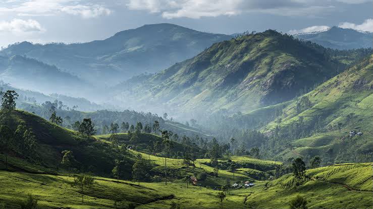 Misty green highland valley with small buildings set among tea-covered slopes